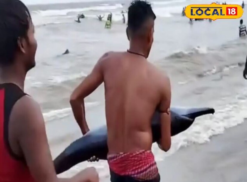 দিঘার উদয়পুর সমুদ্র সৈকতে হঠাৎই এটি কী ভেসে চলে আসে? জ্যান্ত এই জীবকে উদ্ধার করে সমুদ্রের দিকে দৌড় লাগাল এক যুবক। দুপুরে উত্তাল সমুদ্রের সঙ্গে স্নানের চুটিয়ে মজা উপভোগ করছিল পর্যটকেরা। আর সেই সময়েই সমুদ্রসৈকত জুড়ে চাঞ্চল্য ছড়ায়। (সৈকত শী)