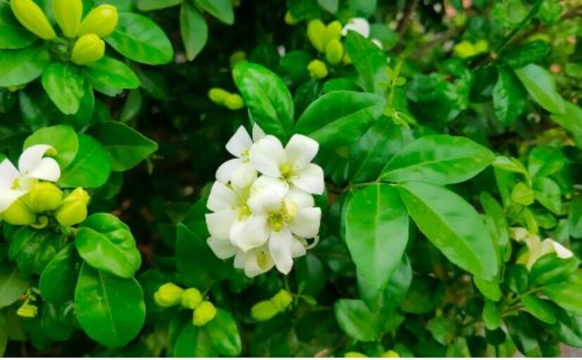 বাড়িতে একবার মধুকামিনী গাছ লাগালে ৫ বছরেরও বেশি সময় ধরে টানা ফুল ফুটবে। ফুলের গন্ধ যাতে গোটা বাড়িতে ছড়িয়ে পড়ে তার জন্য বারান্দাতে গাছ লাগানোর পরামর্শ দেওয়া হয়। এই উদ্ভিদ সেরা অন্দর এবং বহিরঙ্গের উদ্ভিদগুলির মধ্যে একটি হিসাবে বিবেচিত হয়। 