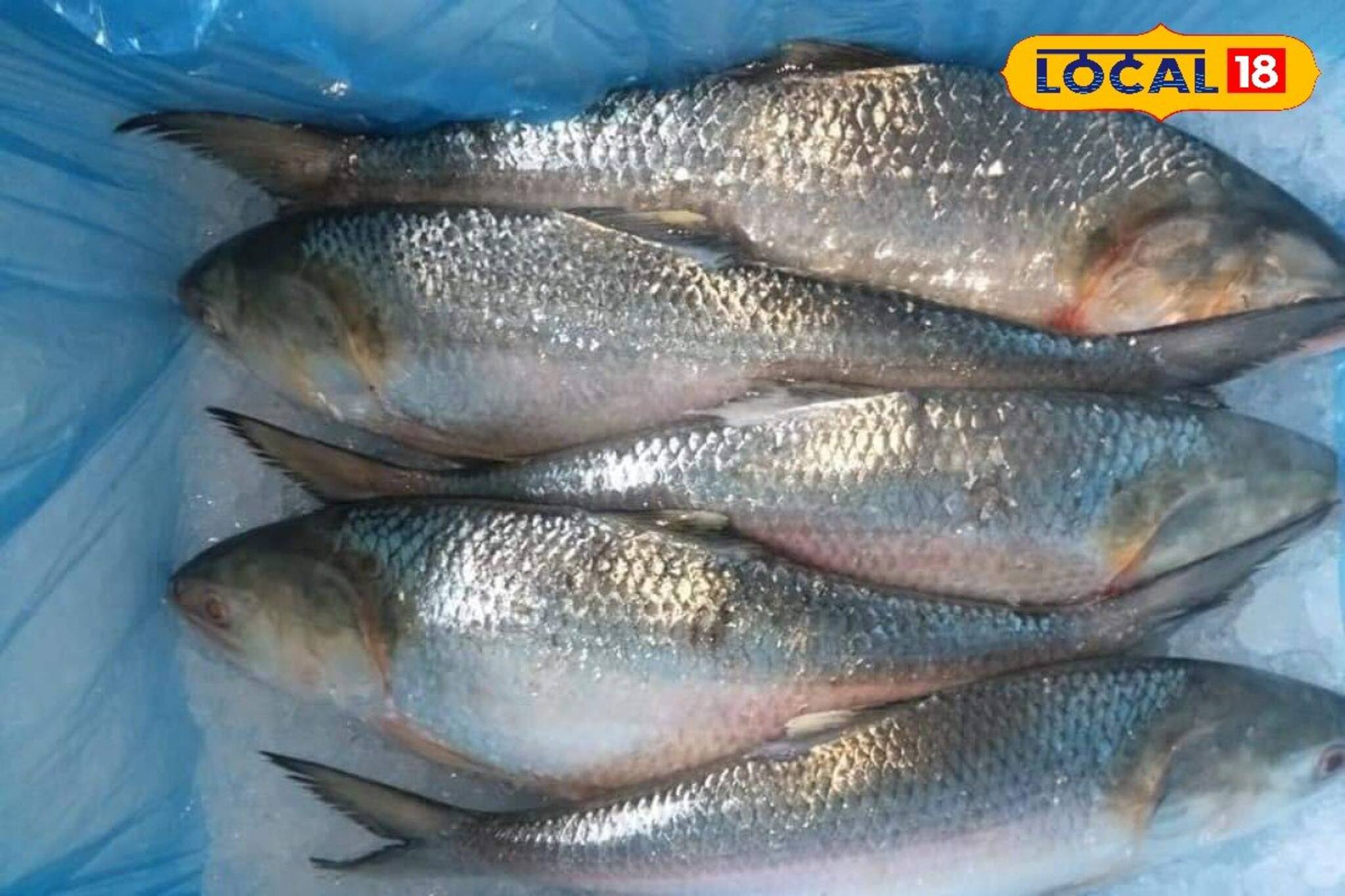 বাঙালির পাতে পড়বে প্রচুর ইলিশ! আশা জোগাচ্ছে মৎস্যজীবীরা