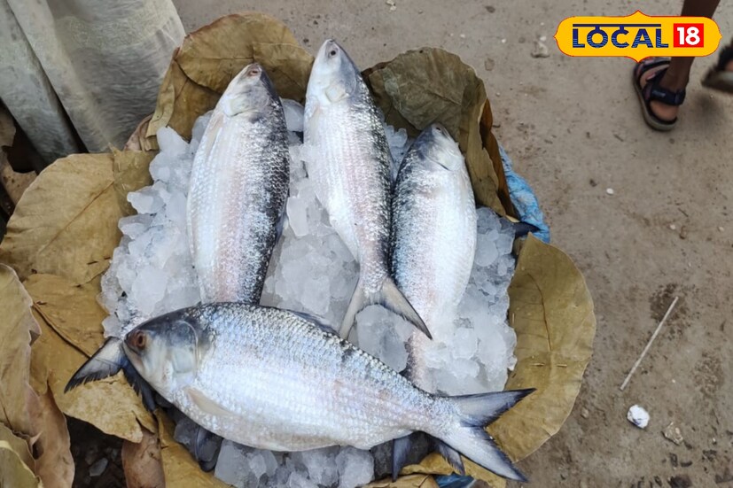 তবে সেই চিন্তা দূর হয়ে গেল ঠিক জামাইষষ্ঠীর আগের দিন। কেন না মঙ্গলবার থেকেই বাজারে কেজি কেজি ইলিশের দেখা মিলল।