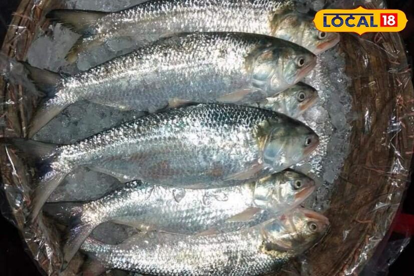 বিভিন্ন ওজনের ইলিশ এখন মৎস্য ব্যবসায়ীদের হাতে। কোনোটির ওজন এক কিলো, তো কোনওটির আবার দেড় কিলো, আবার কোনওটির ওজন দু’কিলো থেকে আড়াই কিলো।