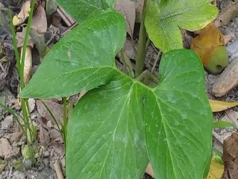 এই পাতার মধ্যে প্রচুর পরিমাণ আয়রন থাকে। থাকে অ্যান্টি এজিং উপাদানও। যা ত্বকের জন্য ভাল। ত্বক সহজে বুড়িয়ে যেতে দেয় না। ত্বক অনেক বেশি টানটান থাকে।
