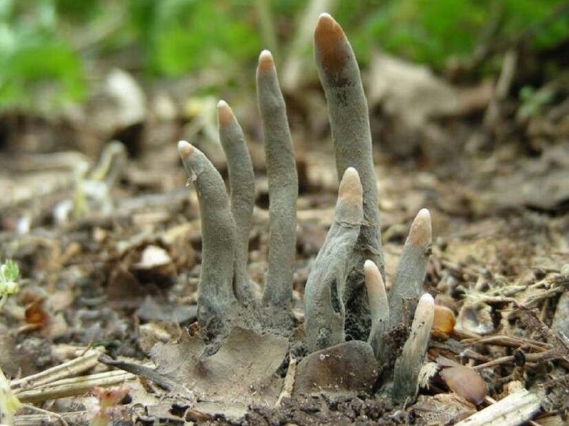 এর নাম জাইলেরিয়া পলিমরফা (Xylaria Polymorpha)। তবে এর প্রচলিত নাম ডেড ম্যান্স ফিঙ্গার্স অর্থাৎ মৃত মানুষের আঙুল। 