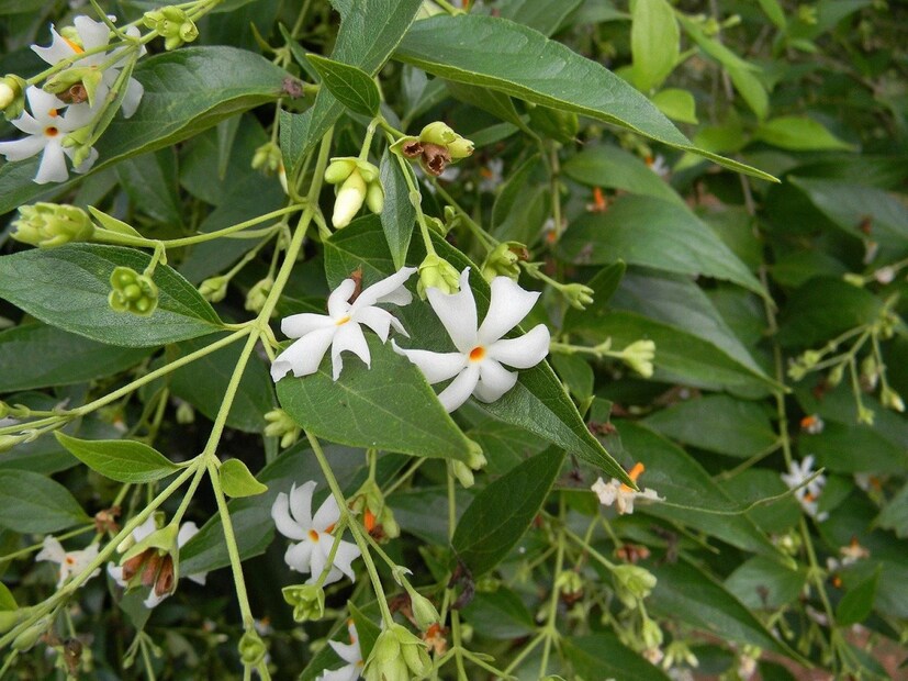 আর্থাইটিসের ব্যথায় ২০০ গ্রাম জলে এই পাতা এবং ফুল ভাল করে ফুটিয়ে সেই জল খেলে কষ্ট বেশ কমে যাবে। এমনকী শরীরের টক্সিনও দূর হবে।