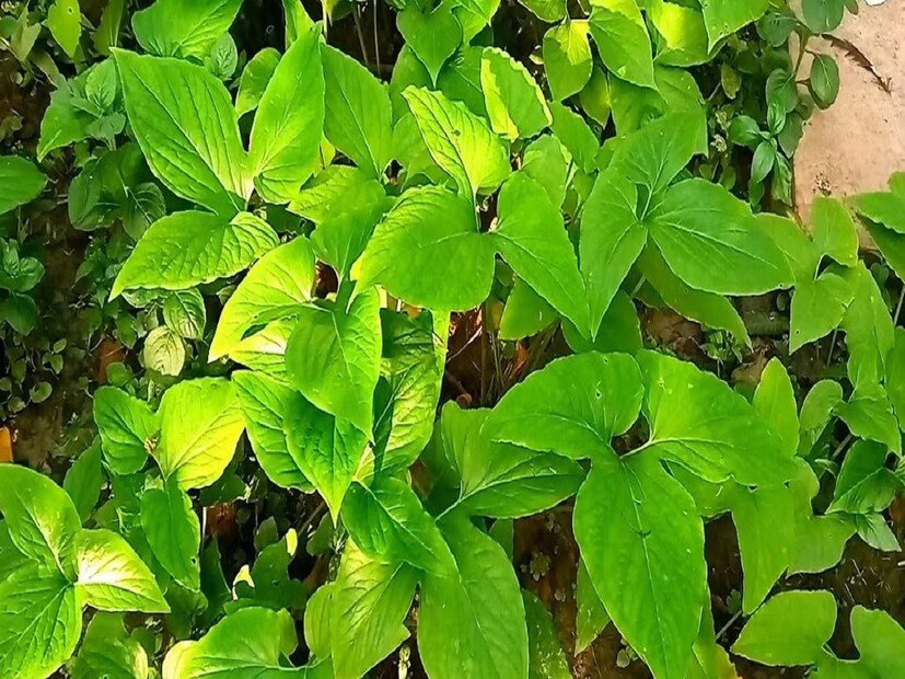যেহেতু জঙ্গলে হয় তাই এই পাতা খুব ভাল করে ধুয়ে নিতে হবে। নইলে এর মধ্যে ধুলো-বালি অনেক বেশি থাকে। এর থেকে পেট খারাপ হয়ে যেতে পারে। পাতা ভাল করে ধুয়ে জল ঝরাতে দিন। একটা কড়াইতে কালো জিরে, ২০ কোয়া রসুন, কাঁচা লঙ্কা ৬ টা নিয়ে শুকনোই নেড়ে নিতে হবে অল্প আঁচে। এবার পাতাগুলো কুচিয়ে নিতে হবে।