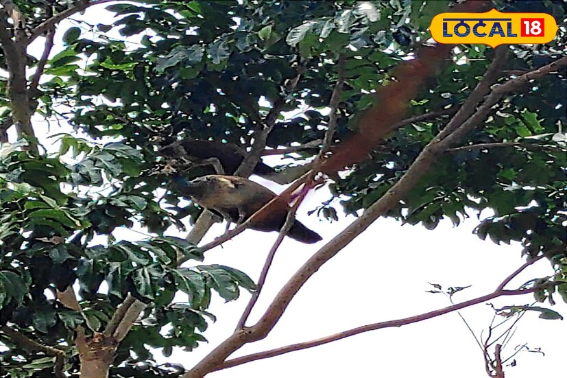 এই আউশগ্রাম ঘেরা রয়েছে শুধুমাত্র জঙ্গল দিয়ে । জেলার বুকে যেন এক অনবদ্য পরিবেশ । বর্তমানে এই আউশগ্রামকে কেন্দ্র করে হাতে গোনা একটা বা দুটো রিসর্টও গড়ে উঠেছে ।