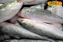 বাজারে টন টন ইলিশ! জামাইষষ্ঠী শুধু না এবছর জলের দরে পাবেন ইলিশ! দিঘায় শুধুই ইলিশ