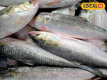 বাজারে টন টন ইলিশ! জামাইষষ্ঠী শুধু না এবছর জলের দরে পাবেন ইলিশ! দিঘায় শুধুই ইলিশ