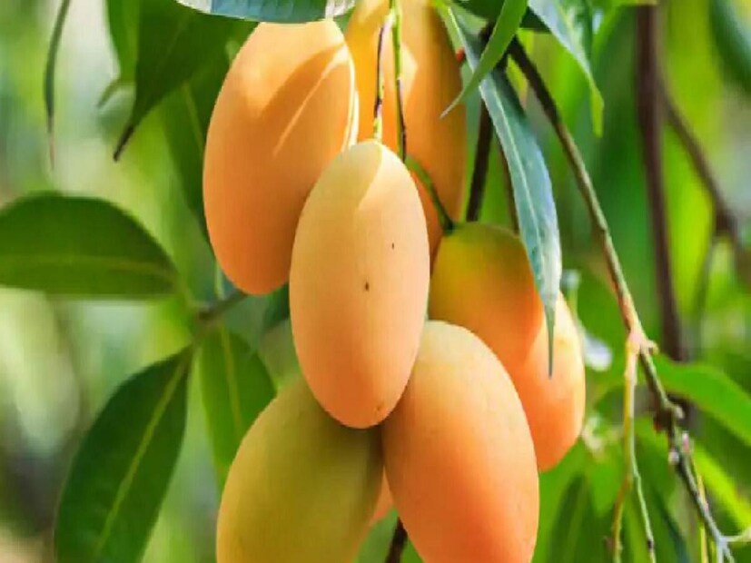 জানা যায় বিহারের ম্যাংগো ম্যান নামে পরিচিত অশোক কুমার চৌধুরী সর্বপ্রথম এই জর্দালু আমের চাষ শুরু করেছিলেন। পরবর্তীতে এই আম বিহারে জিআই স্বীকৃতি পায়। 