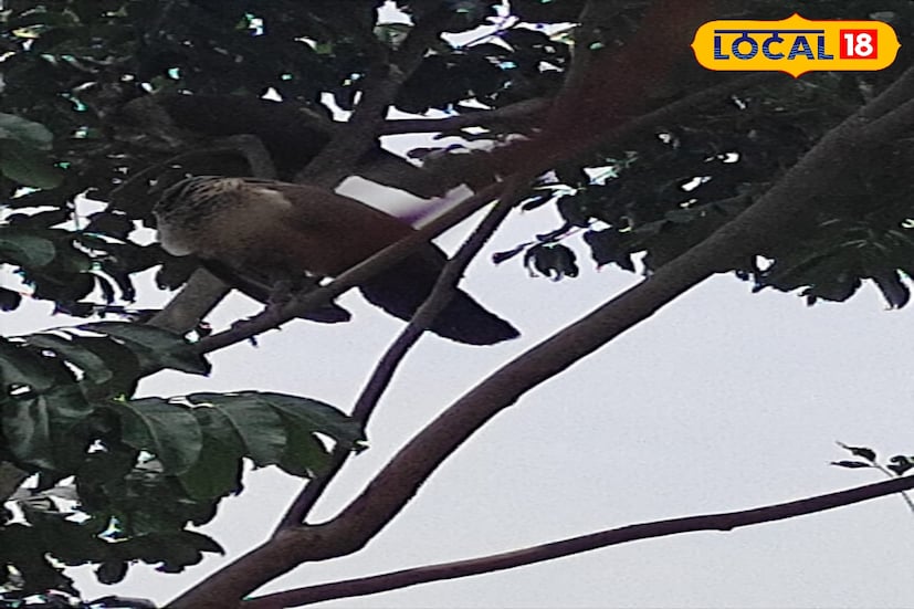 এই বিষয়ে জেলা বনাধিকারী নিশা গোস্বামী জানিয়েছেন,  &quot;হ্যাঁ বিষয়টা ভালই।  সঠিক সংখ্যাটা না জানা থাকলেও , ময়ূরের সংখ্যাটা আগের থেকে বেড়েছে। তবে আমাদের অনুমান সংখ্যাটা একশোর কাছাকাছি দাঁড়িয়েছে। সাধারণ মানুষ ময়ূর দেখতে পাচ্ছে বিষয়টা ভাল। ওরাও এদের সংরক্ষণে উদ্যোগী হবে।&quot;