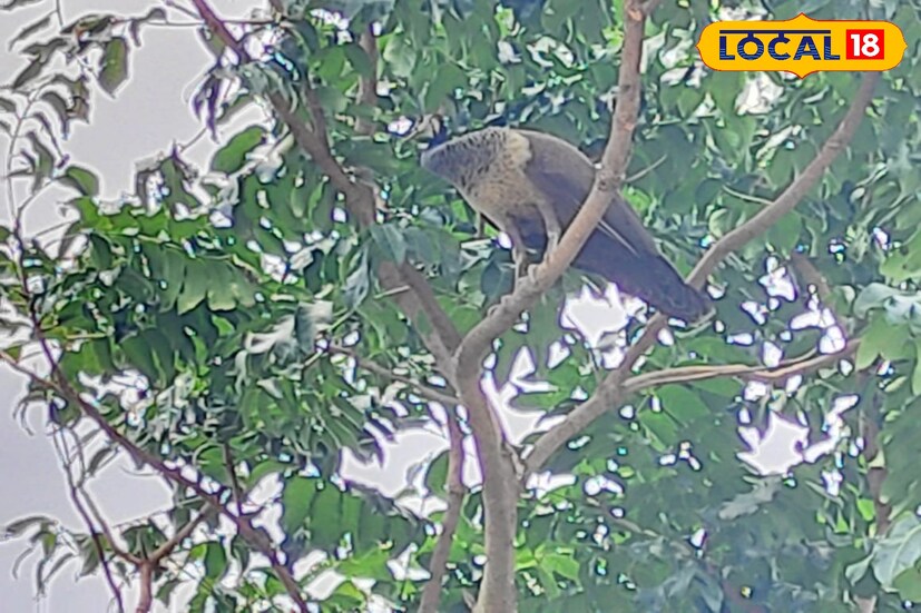 স্থানীয় ও বনদফতর সূত্রে জানা গিয়েছে, কয়েক বছর আগে কাঁকসার জঙ্গলে, দেউলে পরীক্ষামূলক ভাবে কয়েকটি ময়ূর ছেড়েছিল বনদফতর। পরবর্তীতে উপযুক্ত পরিবেশ পেয়ে সেই ময়ূর বংশবিস্তার করে আশেপাশের জঙ্গলে ছড়িয়ে পড়েছে। আর সেইমত আদুরিয়া জঙ্গলেও স্থানীয় বাসিন্দারা ময়ূর দেখতে পেতেন বলে জানান।