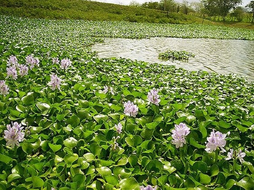 হাঁপানি রোগীদের জন্যও ওয়াটার হাইসিন্থ উপকারী বলে মনে করা হয়। আসলে, হাঁপানি রোগীদের ভিটামিন সি খাওয়ার পরামর্শ দেওয়া হয়। ওয়াটার হাইসিন্থে প্রচুর পরিমাণে ভিটামিন সি পাওয়া যায়। 