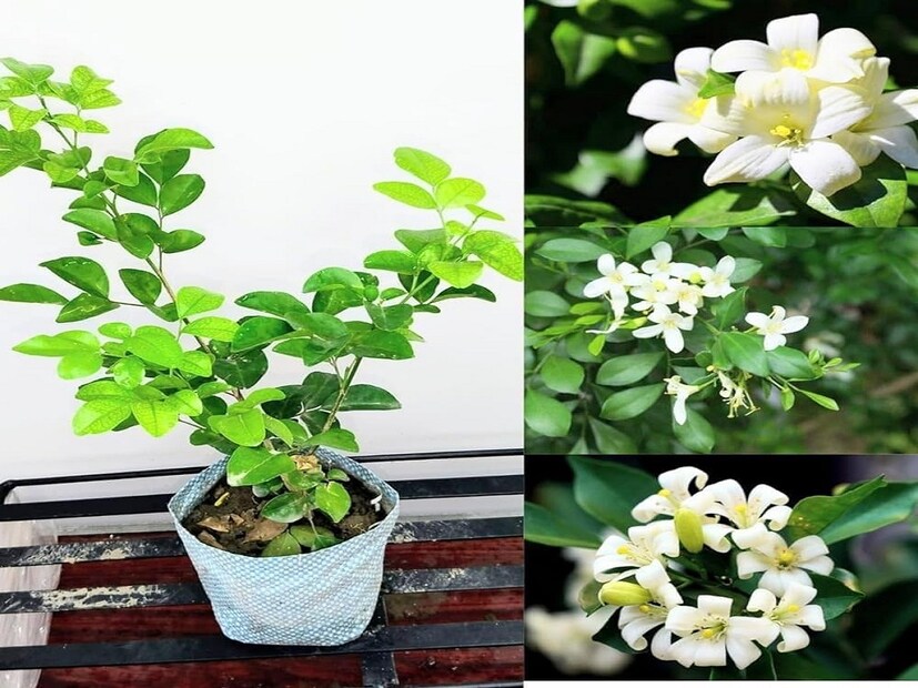 মধুকামিনী ফুল ধবধবে সাদা। মিষ্টি গন্ধে চারদিক ম ম করে। বোটানিক্যাল নাম ‘মুরায়া প্যানিকুলাটাম’। রাজ্য ভেদে মধুকামিনী ফুল ভিন্ন ভিন্ন নামে পরিচিত। যেমন ভেঙ্গারা, নাগা গোলুং, কামিনী কুসুম, মারামুলা ইত্যাদি। বাস্তুশাস্ত্র অনুযায়ী, শোবার ঘরে মধুকামিনী ফুল রাখলে দাম্পত্য জিবন সুখী হয়। সংসারে শান্তি থাকে। 