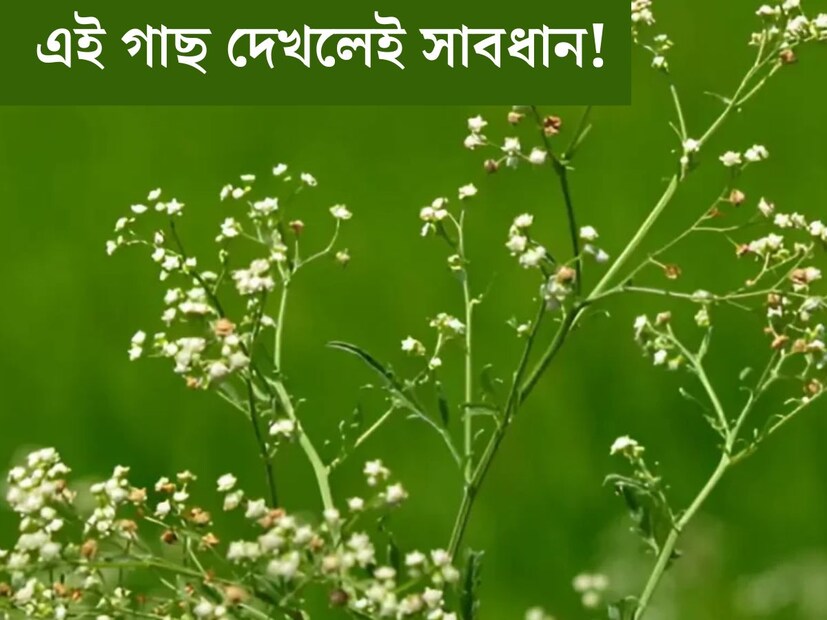গাছ পরিবেশের জন‍্য অত্যন্ত উপকারী। তবে এমন কিছু কিছু গাছ প্রকৃতিতে  রয়েছে যেগুলি স্বাস্থ‍্যহানিও করতে পারে। মানুষ থেকে পশুপাখি, যেকোনও প্রাণীর প্রাণহানিরও আশঙ্কা থাকে এই সকল সবুজ উদ্ভিদ থেকে।