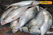 দিঘায় হাহাকার! দেখা নেই ইলিশের, জেলেদের ঝুলি ভরছে কীসে? বাঙালির পাত কি তবে ফাঁকা