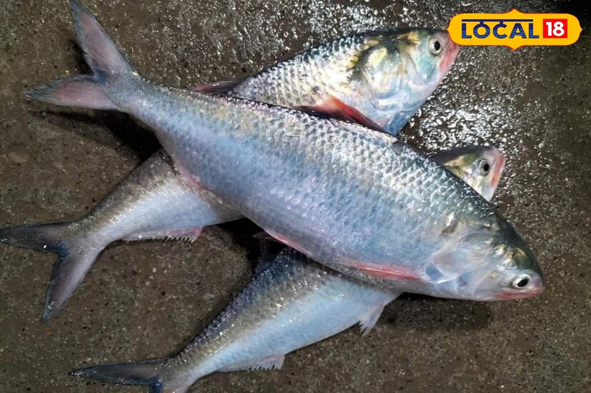পূর্ব মেদিনীপুরের দিঘা মোহনায় যে মৎস্যবাজার রয়েছে সেখানে কেজি কেজি ইলিশ আমদানি হয়েছে মঙ্গলবার থেকে। সেখান থেকেই ইলিশ এখন রাজ্যের বিভিন্ন বাজারে ছড়িয়ে পড়ছে।