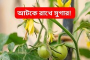 এক ফোঁটাও বাড়তে দেয় না ব্লাড সুগার! গাছের পাতা তো নয়, সাক্ষাৎ মহৌষধ