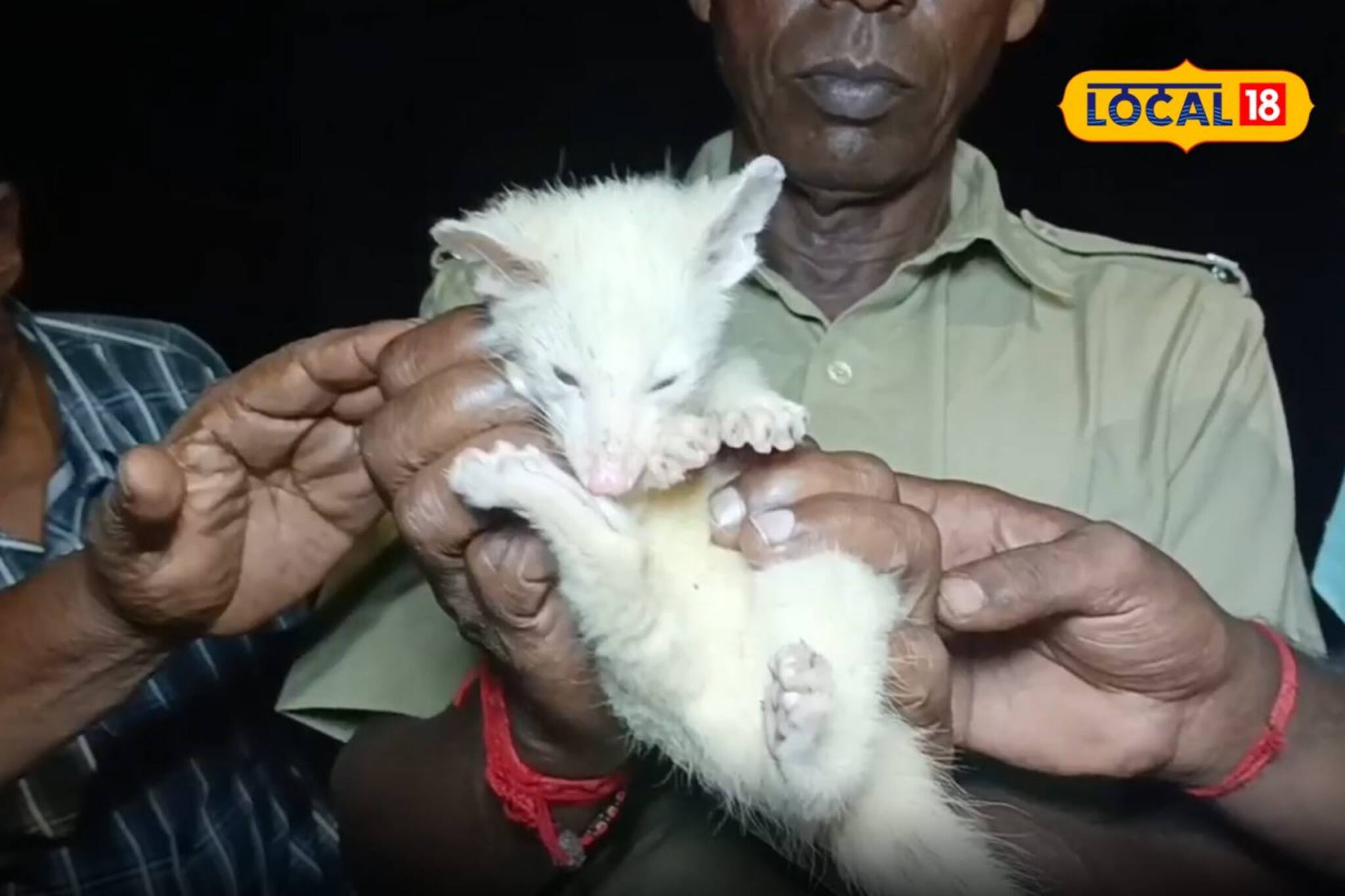 এমন রঙের প্রাণী সম্ভবত পশ্চিমবঙ্গে প্রথম! ধবধবে দুধ সাদা রঙের ভাম বিড়াল উদ্ধার