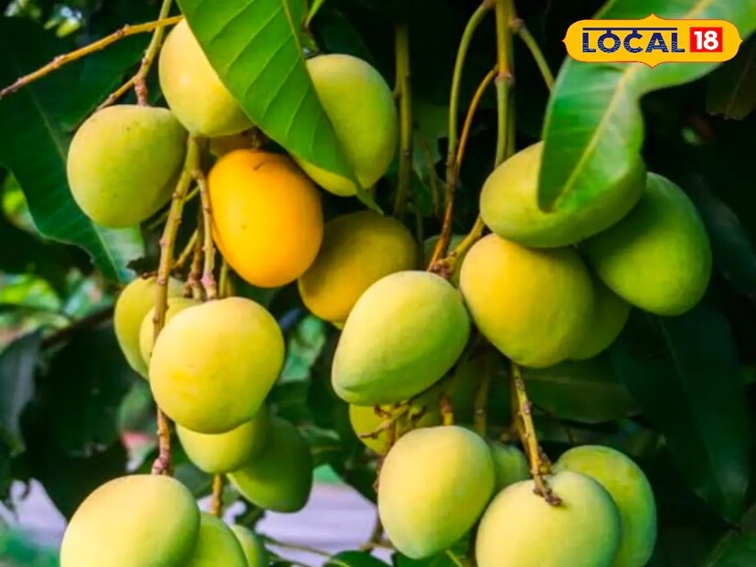 আপনি কখনও ভাগলপুরের সুস্বাদু জর্দালু আম খেয়েছেন? যদি না খেয়ে থাকেন তাহলে কিন্তু একটা সুস্বাদু আম খাওয়া থেকে বঞ্চিত থেকে গেলেন। এই আম শুধু বিহারেই নয় আন্তর্জাতিক স্তরেও অতি পরিচিত। 