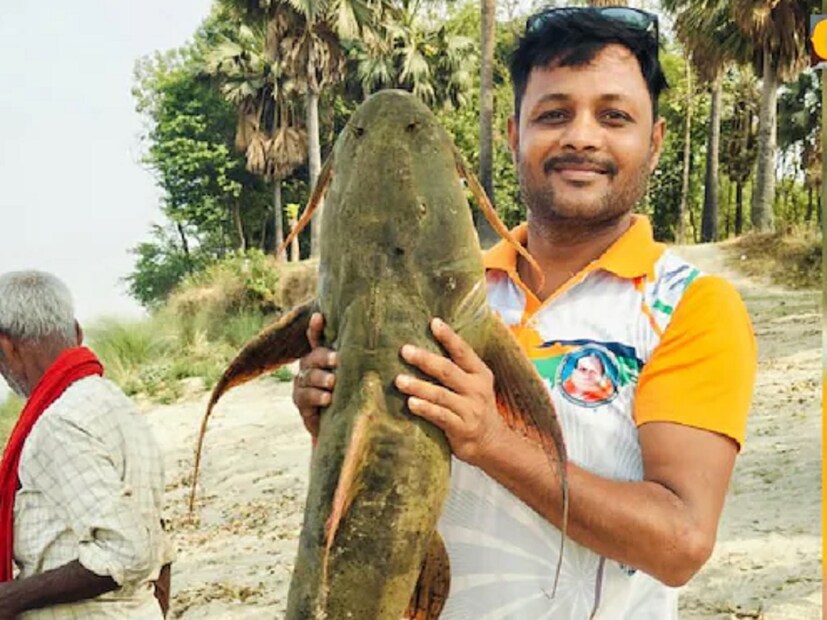 *মাছটি লম্বায় ৪ ফুটের বেশি, যার ওজন ৩৫ কেজির বেশি বলা হয়েছে। এটি বাজারে খুবই বেশি দামে বিক্রি হয়। যখন এটি কাটা হয়, তখন লোকেরা দেখতে এসেছিল। এই মাছে প্রোটিন অনেক বেশি থাকে।