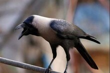 বড়লোক হবেন না পথের ভিখারি? বাড়িতে কাক আসা কিসের ইঙ্গিত? জানুন শুভ না অশুভ!