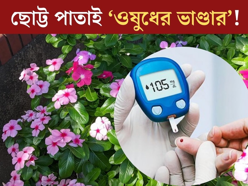 বাড়ির আশপাশে আগাছার মতো হয়ে থাকে বিভিন্ন গাছপালা। বাড়িতেই থাকা এমন অনেক উদ্ভিদের সঠিক উপকারীতার কথা সকলে জানেও না। আয়ুর্বেদ চিকিত্‍সাশাস্ত্রে খুব সাধারণ এমন কিছু গাছের অসাধারণ গুণের ব‍্যাখ‍্যা রয়েছে।