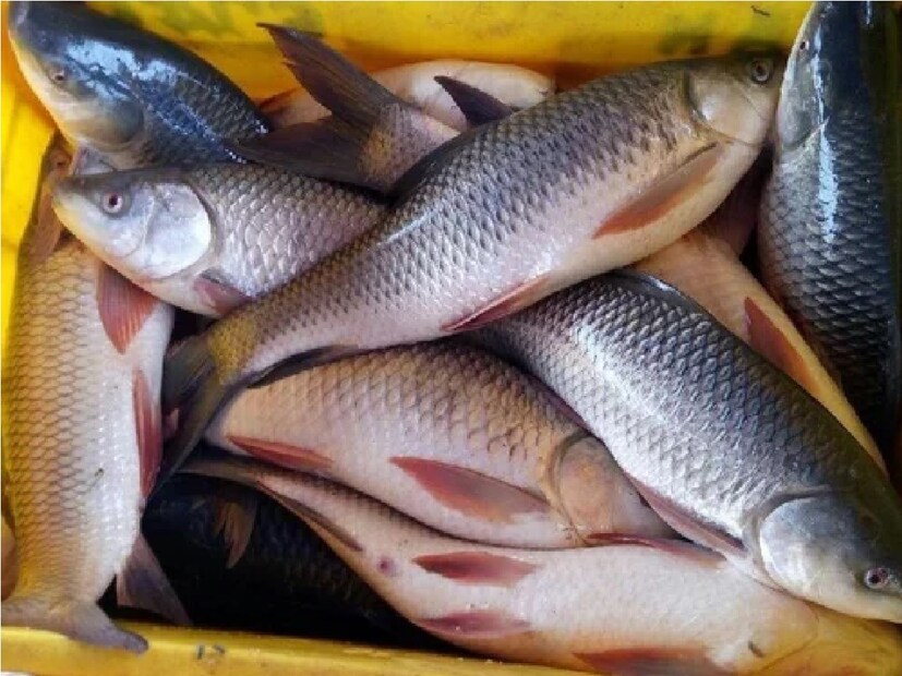 প্রসঙ্গত, জেলার একাধিক জায়গাতে ছোট বড় বিভিন্ন জলাশয় লিজ নিয়ে অনেকে মাছ চাষ করেন। কেউ কেউ আবার নিজের জলাশয়ে মাছ চাষ করেন তার জন্য ব্যয় হয় লক্ষ লক্ষ টাকা। কিন্তু সেখানেই বিপদ হয়ে দাঁড়িয়ে আছে এই তীব্র গরম।