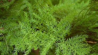  হিমালয়ের এই সবজি গর্ভবতী মহিলাদের জন্য খুবই উপকারী