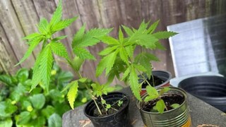 খবরদার...! ভুলেও বাড়িতে লাগাবেন না এই ১২ গাছ খবরদার...! ভুলেও বাড়িতে লাগাবেন না এই ১২ গাছ