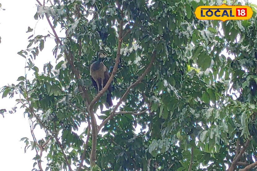 তবে শুধু শীতকাল নয় , এবার গ্রীষ্মকালেও ময়ূর দেখা যাচ্ছে। তীব্র গরমেও লোকালয়ের মধ্যেই দেখতে পাওয়া যাচ্ছে ময়ূর। সম্প্রতি আউশগ্রামের ছোড়া হাটতলার কাছে , একটি গাছের মধ্যে ময়ূর বসে থাকতে দেখা গিয়েছে। ময়ূর দেখে সেই ছবি ক্যামেরা বন্দি করেছেন অনেকেই। ময়ূরের দেখা পেয়ে খুশি স্থানীয়রাও।