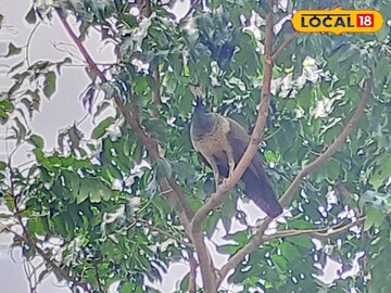 বর্ধমানের রাস্তায় লোকালয়েই ঘুরে বেড়াচ্ছে ময়ূরের দল! জমছে মানুষের ভিড়