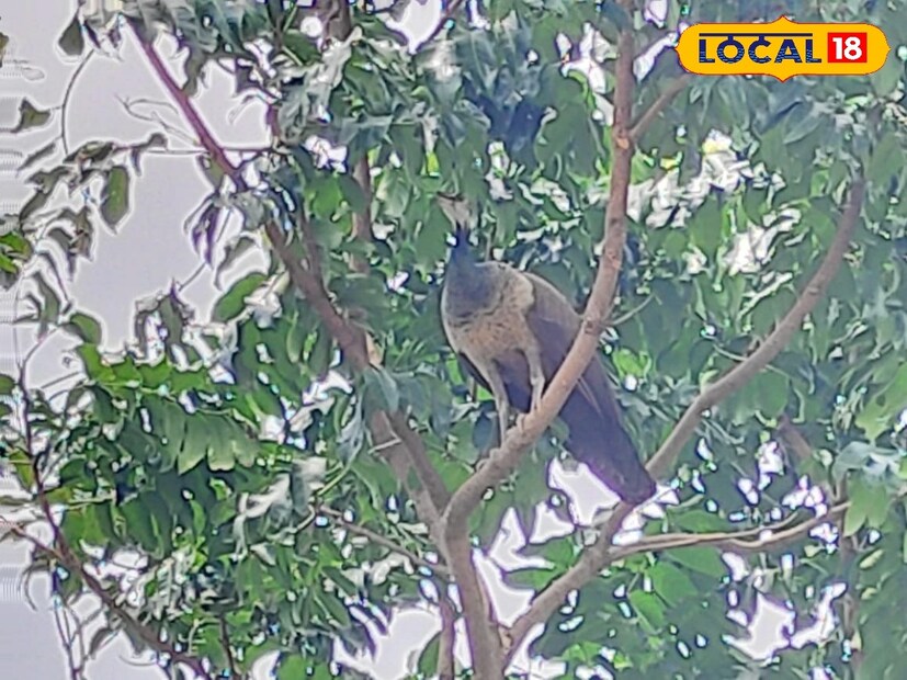 রাজ্যের অন্যতম একটি জেলা হল পূর্ব বর্ধমান। এই জেলা শস্য ভান্ডার নামে পরিচিত হলেও , এই জেলার কিছুটা অংশ জেলার জঙ্গলমহল নামেই পরিচিত। সেই জায়গা হল পূর্ব বর্ধমান জেলার আউশগ্রাম।