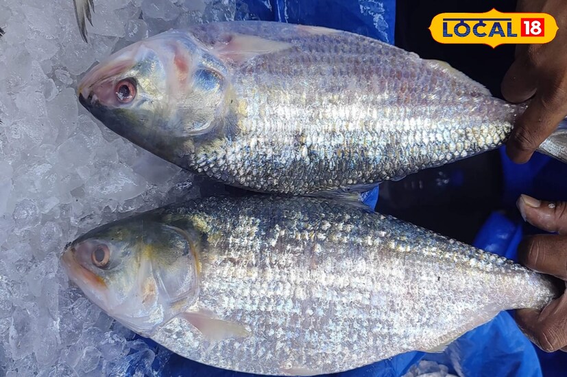 তবে এই বছর দিঘার মোহনার মৎস্যবাজার ঘুরে যা দেখা গেল তাতে দাম যে খুব চড়েছে তাও নয়।