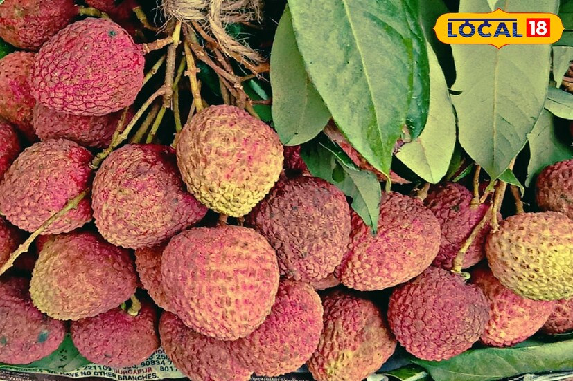 অভিজ্ঞ আয়ুর্বেদিক চিকিৎসক সুখদেব শর্মা জানান, আয়ুর্বেদ ঔষধি হিসাবে লিচুর বীজ খাওয়ার চল বহু পুরনো। তবে নিয়ম মেনে পর্যাপ্ত পরিমাণে তাহলেই এই উপকার পাওয়া যাবে।