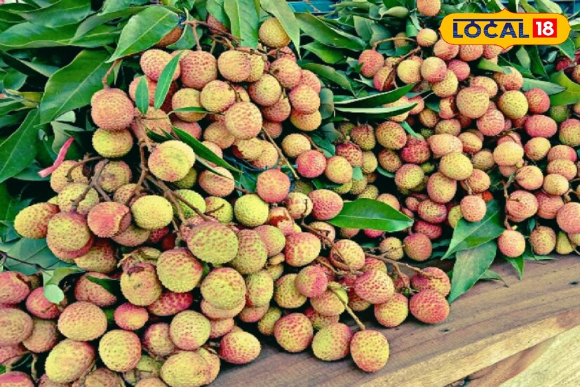 লিচুর বীজের মধ্যে প্রচুর পরিমাণে অ্যান্টি-অক্সিড্যান্ট পাওয়া যায় যা মানব শরীরের জন্য গুরুত্বপূর্ণ। এই অ্যান্টি-অক্সিড্যান্ট মানব শরীরের ফ্রি র‌্যাডিক্যালের সমতা বজায় রাখতেও সাহায্য করে।