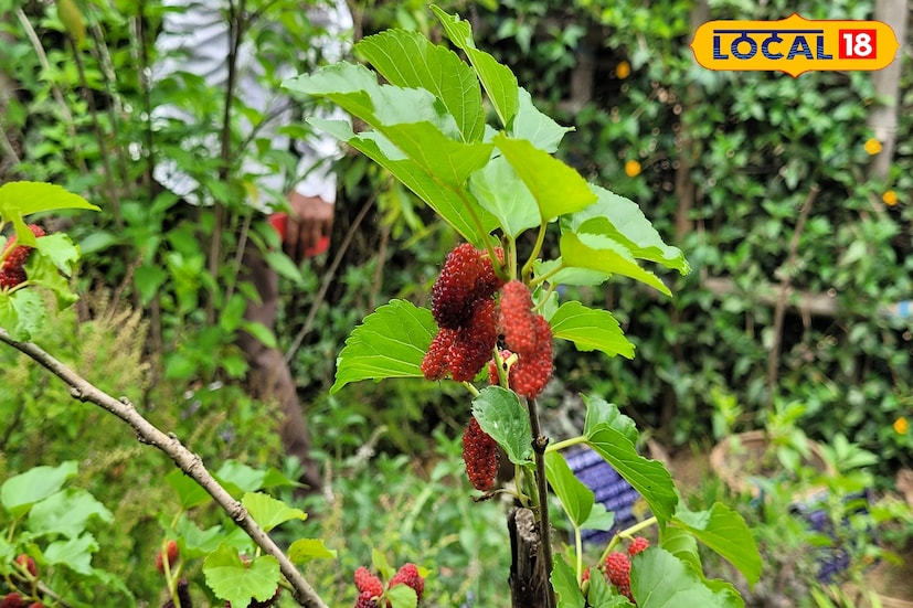 এ ছাড়া পাকা ফলের টক-মিষ্টি রস বায়ু ও পিত্তনাশক, দাহনাশক, কফনাশক ও জ্বরনাশক হিসেবে ব্যবহৃত হয়। এমনই মত বিশেষজ্ঞদের।