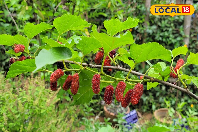 মালবেরি বা প্রচলিত অর্থে তুঁতেই হবে সব সমস্যার সমাধান।তুঁত ফল বা মালবেরি স্বাস্থ্যের পক্ষে উপকারী।তুতেঁর লালচে কালো ফল খুবই রসালো, নরম, মিষ্টি,টক ও সুস্বাদু হয়। কোষ্ঠকাঠিন্য দূর করার জন্য পাকা তুঁত ফল উপকারী।