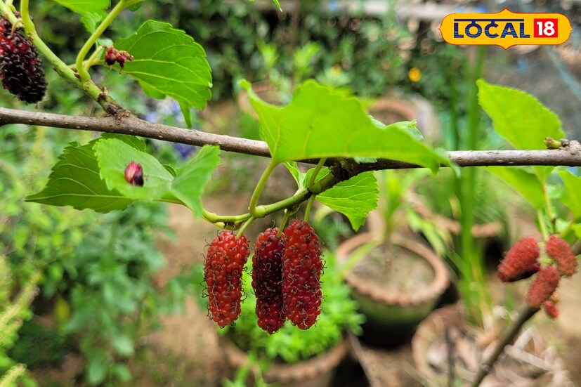 স্থানভেদে ভিন্ন ধরনের তুঁত দেখা যায় ।যার ফল সাদা বর্ণের, পাকলে হয় হালকা গোলাপী সাদা। এ ফল টক তেমন নয়, স্বাদে খুব মিষ্টি ও রসালো।