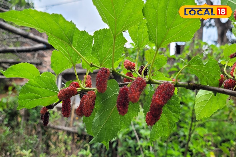 পুষ্টিবিদ বিশ্বজিৎ দাস বলেন, দেখতে খুব সুন্দর। স্বাদেও বেশ। তবে প্রাথমিকভাবে কোনও রোগ চিকিৎসায় গুরত্বপূর্ণ। তাই বাড়িতে লাগানো এই গাছের ফল ব্যবহার করতে পারেন। (তথ্য: রঞ্জন চন্দ)