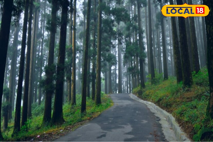 *শিলিগুড়ির তেনজিং নোরগে বাস টার্মিনাস, দার্জিলিং মোড়, এনজেপি অথবা বাগডোগরা এয়ারপোর্ট থেকে বাগোড়া যাওয়ার গাড়ি পাবেন। শহর শিলিগুড়ি ক্রমশ ঘিঞ্জি হয়ে গিয়েছে। সেই শহর ছাড়িয়ে গাড়ি যাবে মেঘরাজ্যের দিকে। 