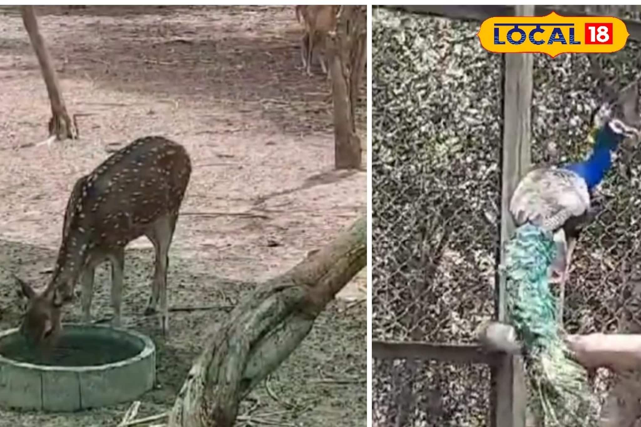 হরিণ থেকে ময়ূর সবাই এবার খাবে ডায়েট মেনে,স্বাস্থ্য ভাল রাখতে নয়া ডায়েট চার্ট