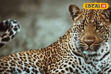 হাতির পর চিতাবাঘের হানায় জীবিকায় টান, চাষের পর লাটে উঠেছে পশুপালন