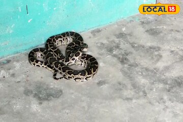 Snake News: বাপরে বাপ! ও কী ভয়ানক, এত্ত লম্বা সাপ দেখার পর যা যা হল, দেখে নিন
