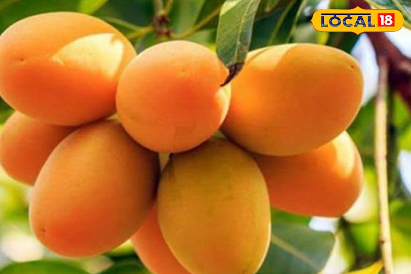 এ ছাড়া আমের বিশেষ কিছু এনজাইম খাদ্য উপাদানের প্রোটিনকে ভালোভাবে ভেঙে ফেলতে কাজ করে 