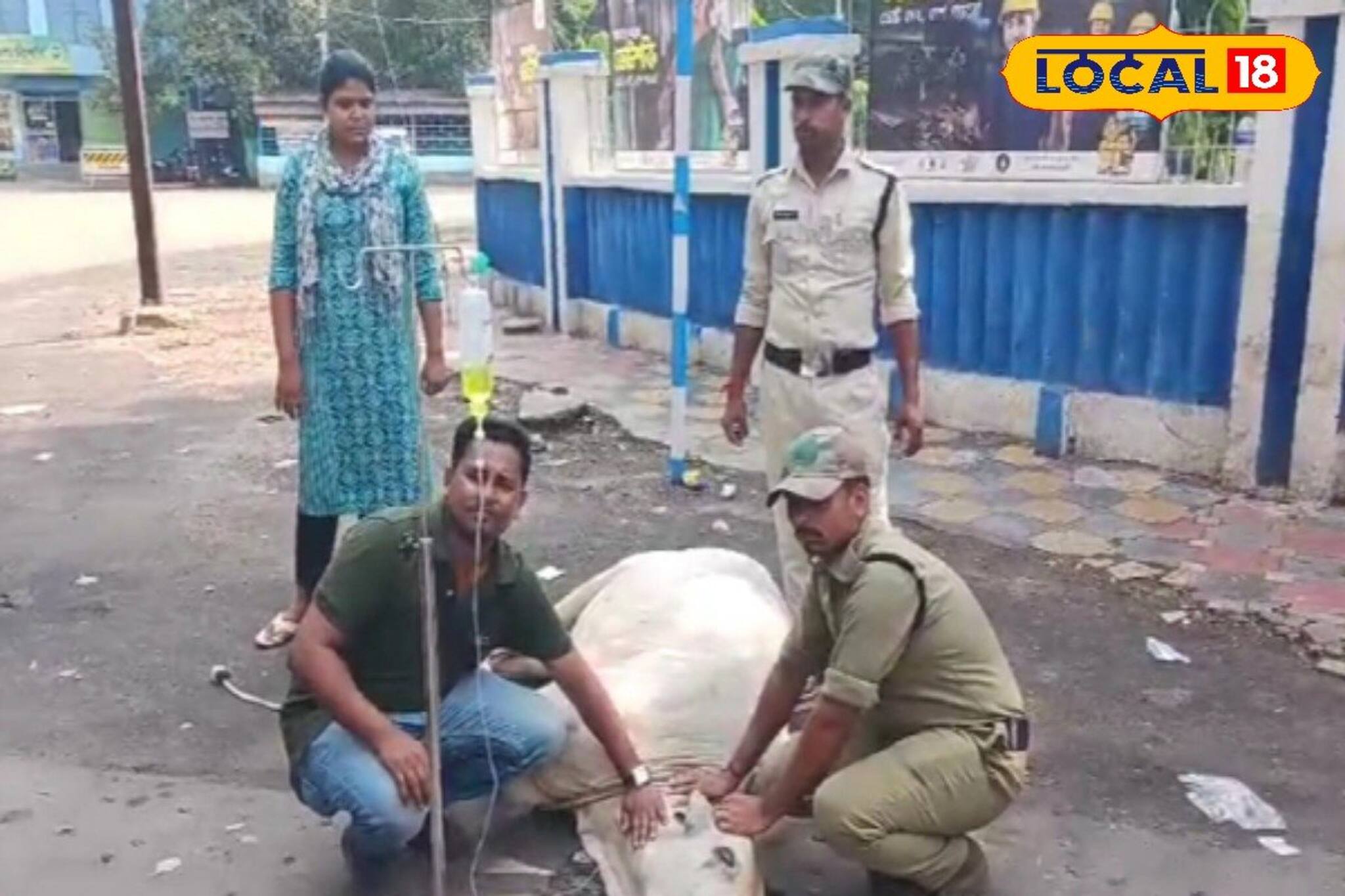 গবাদিপশুদের জন্য অ্যাম্বুল্যান্স! এক ফোনে সমাধান, জেনে রাখুন নম্বর