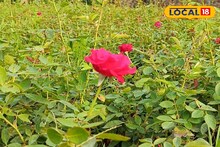 এই মরশুমে করুন গোলাপের চাষ! তিন মাসেই ফুল পাবেন! লাভের টাকা ঢুকবে ঘরে