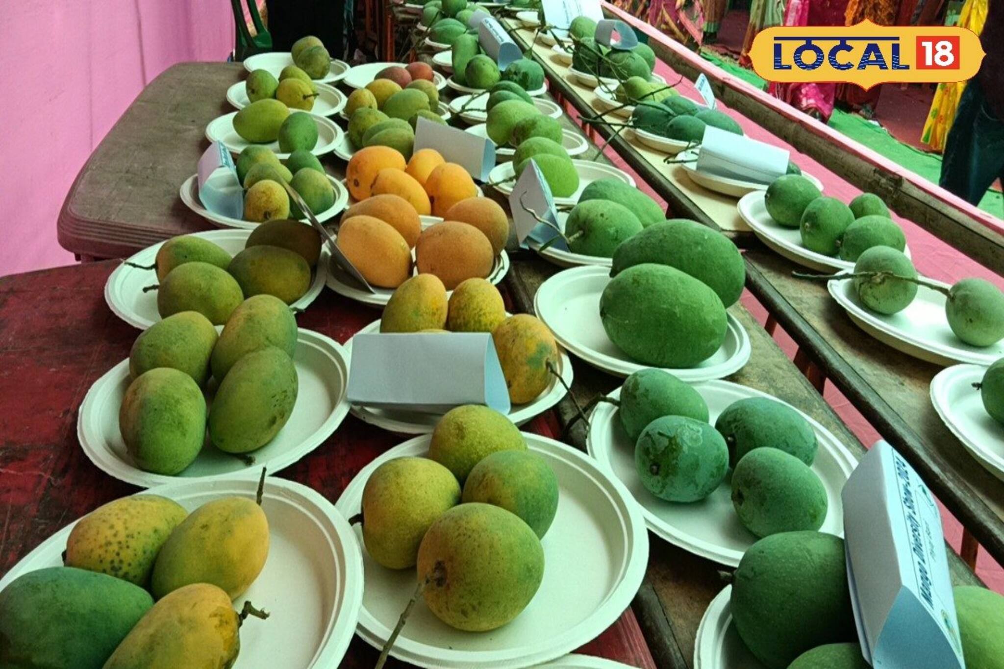 বিলুপ্তির পথে মালদহের বেশ কিছু আম! বাঁচাতে বিশেষ প্রদর্শনী