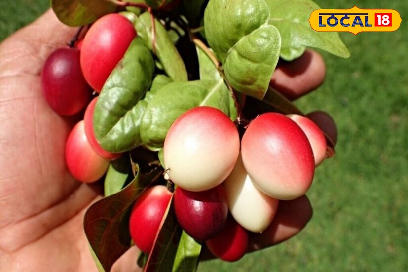 নিয়মিত করমচা খেলে তবে তা শরীরের প্রদাহ দূর করবে। কারণ উপকারী এই ফলে আছে প্রদাহ কমানোর কয়েকটি উপাদান। কোনো কারণে চোট বা আঘাত পেলে সেই ব্যথা দূর করতেও সাহায্য করে করমচা। (তথ্য: সুস্মিতা গোস্বামী) 