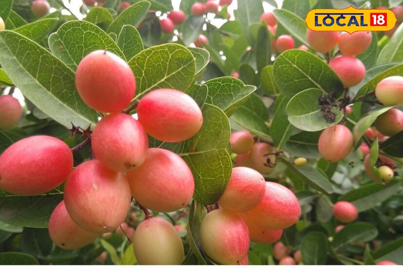 ভিটামিন-সি এবং পটাশিয়ামে ভরপুর এই ছোট্ট ফল শারীরিক ক্লান্তিভাব দূর করে এবং ভিটামিন-সি শরীরে রোগ প্রতিরোধ ক্ষমতা বৃদ্ধি করে। 