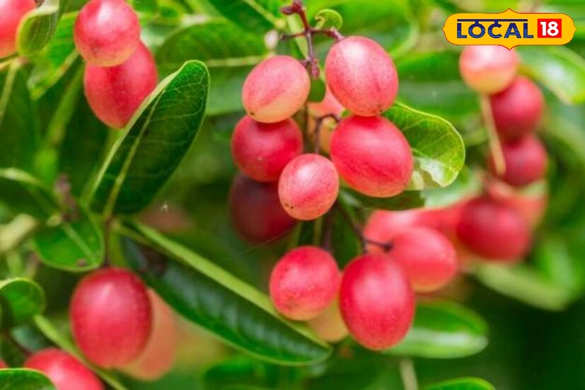 করমচা তে আছে পেক্টিন নামক একটি উপাদান। যা সব ধরনের ফলে পাওয়া যায় না। পেটের নানা সমস্যা দূর করতে এই উপাদান দারুণ কার্যকরী। সেইসঙ্গে এটি হজমশক্তি বাড়াতেও সহায়ক। 